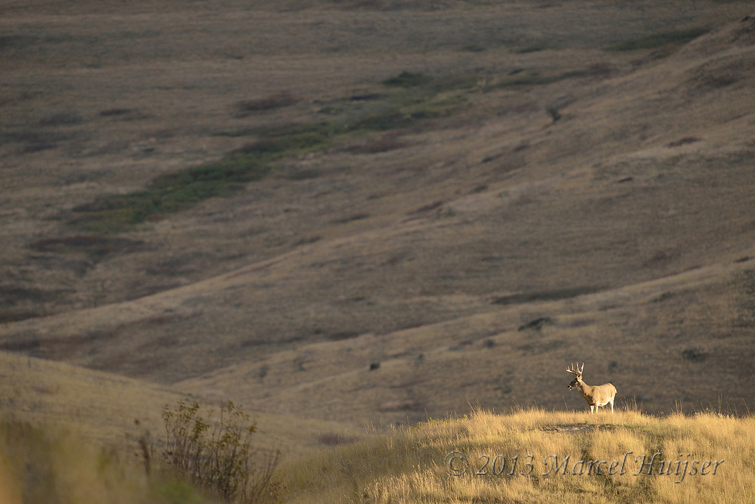 White-tailed deer buck (Odocoileus virginianus) in last bit of sun of the day, Montana, USA