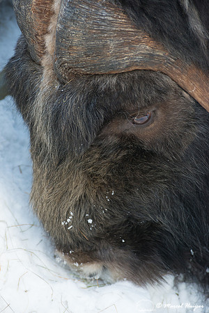 Muskox (Ovibos moschatus), Sweden (captive animal)