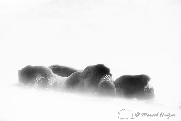 Muskoxen (Ovibos moschatus) in winter, Dovrefjell, Norway
