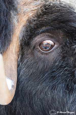 Detail of Muskox  (Ovibos moschatus) in winter, Sweden, captive