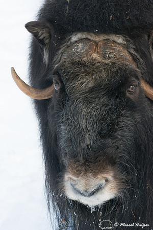 Muskox (Ovibos moschatus), Sweden (captive animal)