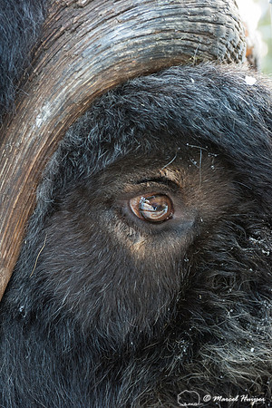 Detail of Muskox  (Ovibos moschatus) in winter, Sweden, captive
