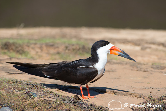 Black skimmer (Rynchops niger), Pantanal, Mato Grosso do Sul, Br