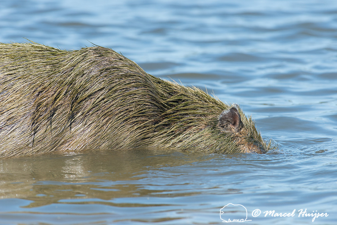 Capybara (Hydrochoerus hydrochaeris), Pantanal, Mato Grosso do S