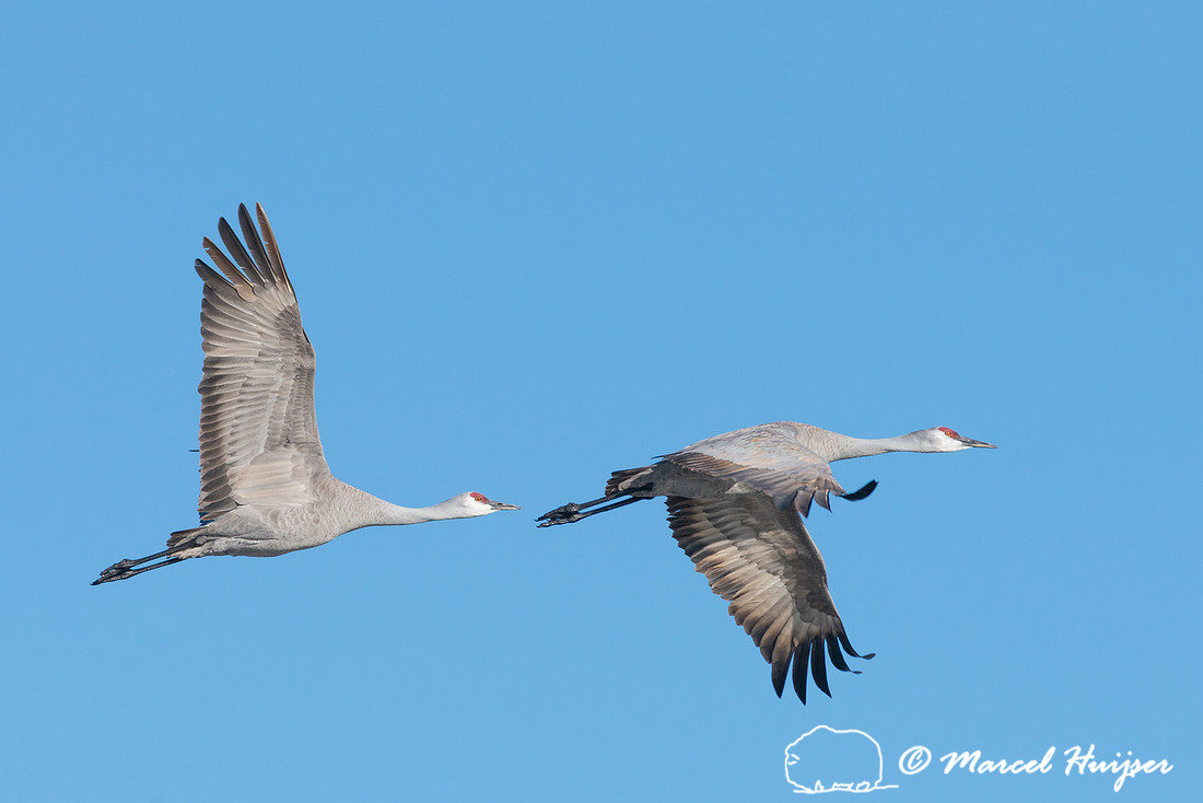Sandhill cranes (Grus canadensis), Platte River, Nebraska, USA
