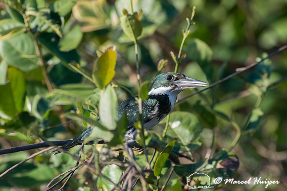 Amazon kingfisher (Chloroceryle amazona), Pantanal, Mato Grosso