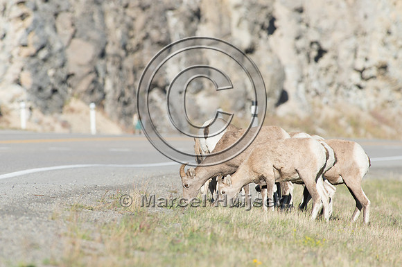 Bighorn sheep (Ovis canadensis) on and along highway at a fence