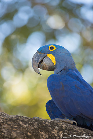 Hyacinth macaw (Anodorhynchus hyacinthinus), Pantanal, Mato Gros
