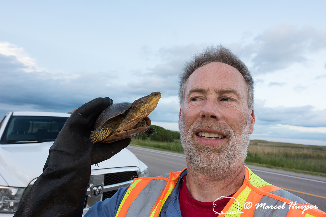 Marcel Huijser and a Blanding's turtle (Emydoidea blandingii), V
