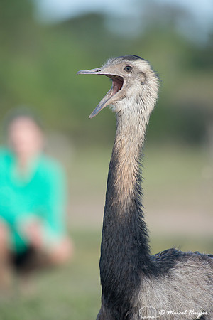 Greater rhea (Rhea americana) with Fernanda Abra in background,