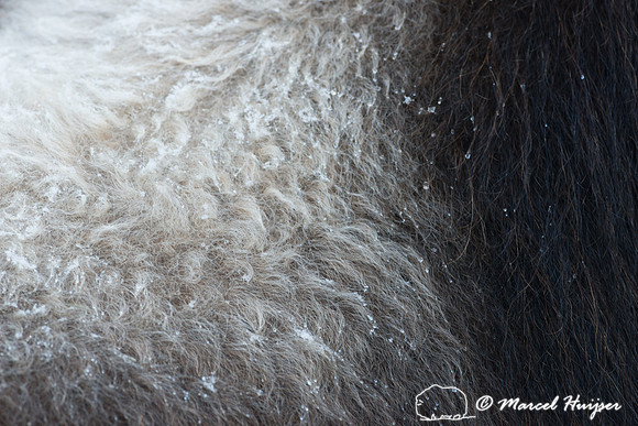 Muskox (Ovibos moschatus), Sweden (captive animal)