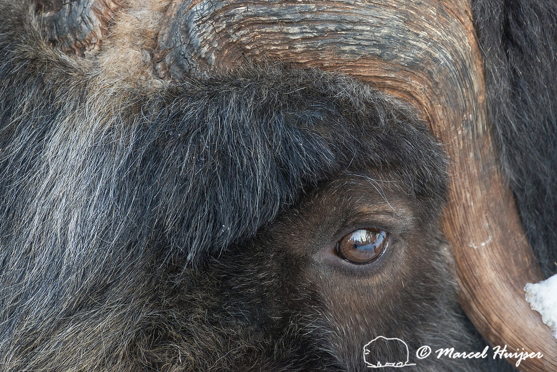 Muskox (Ovibos moschatus), Sweden (captive animal)
