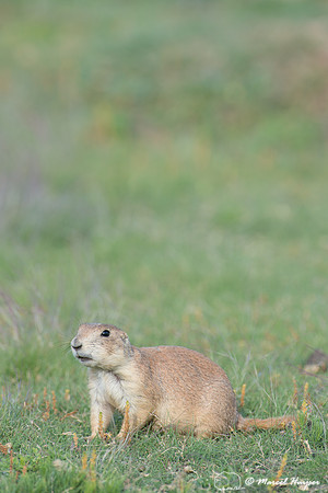 Black-tailed prairie dog (Cynomys ludovicianus), Wyoming, USA