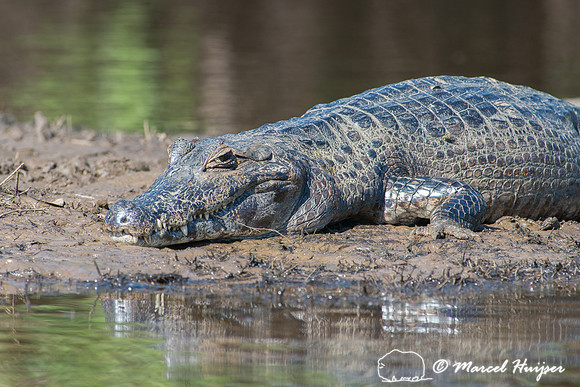 Yacare caiman (Caiman yacare), Pantanal, Mato Grosso do Sul, Bra