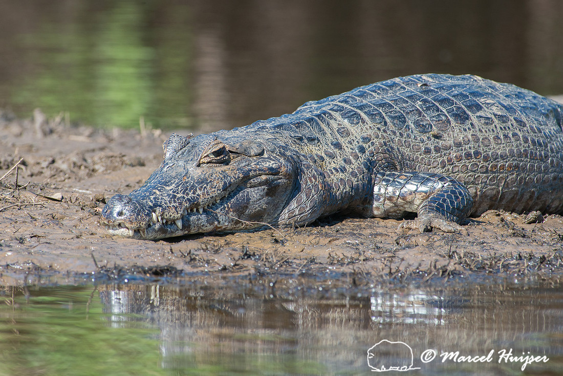 Yacare caiman (Caiman yacare), Pantanal, Mato Grosso do Sul, Bra