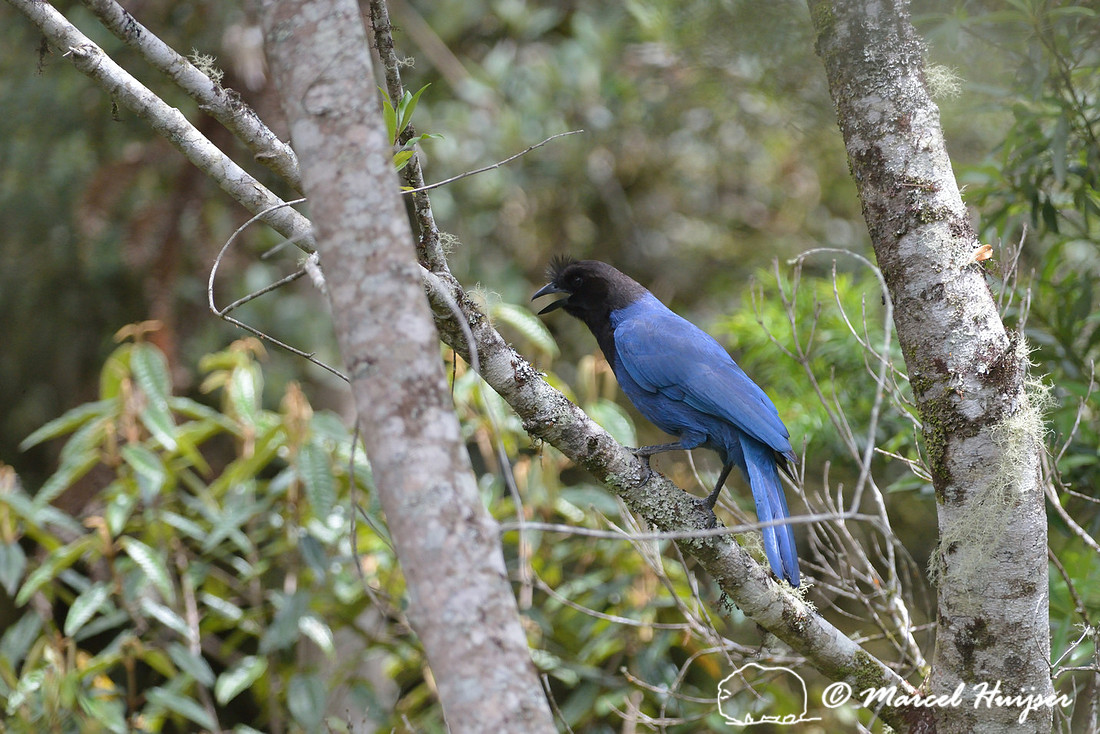 Azure jay (Cyanocorax caeruleus), Parque Nacional Aparados da Serra, Cânion Itaimbezinho, Rio Grande do Sul, Brazil  (near Threatened, IUCN 2015)