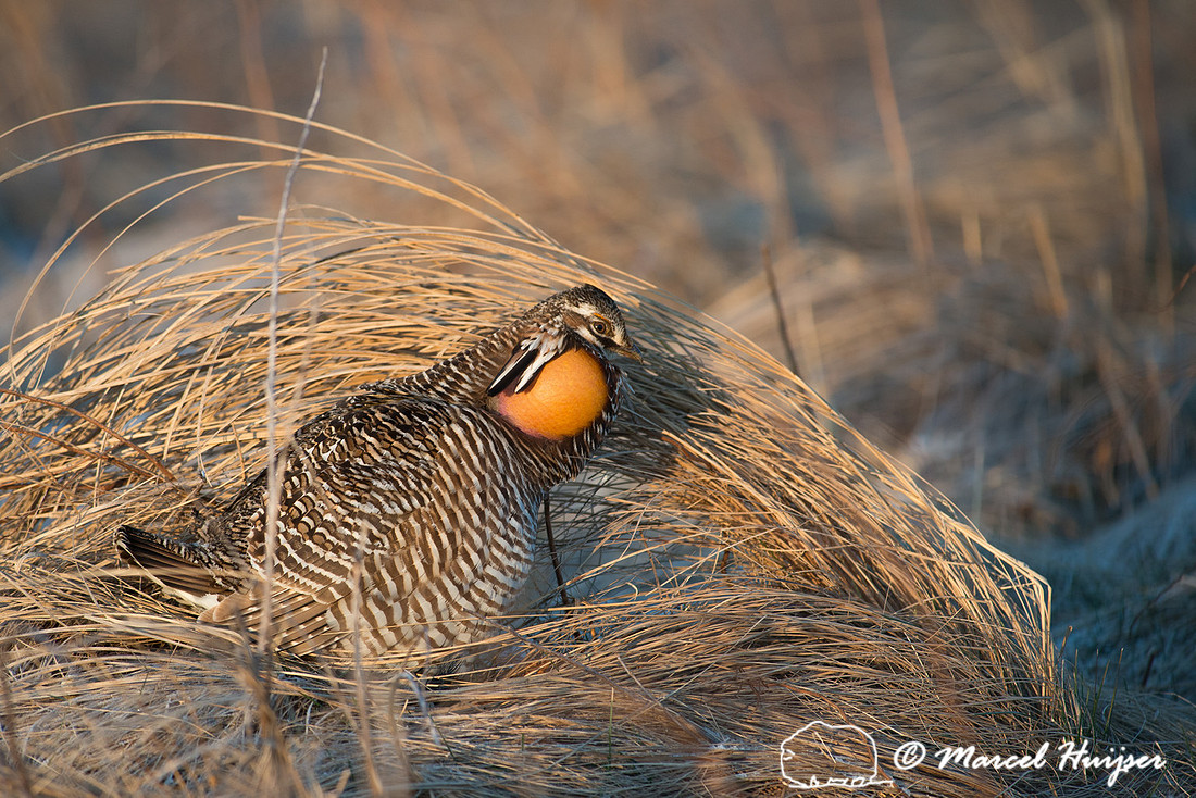 Greater prairie chicken (Tympanuchus cupido), Nebraska