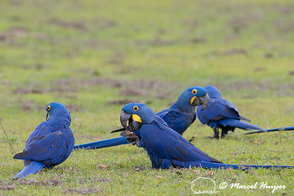 Hyacinth macaw (Anodorhynchus hyacinthinus), Pantanal, Mato Gros