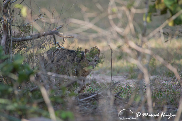 Crab-eating fox (Cerdocyon thous), Pantanal, Mato Grosso do Sul,