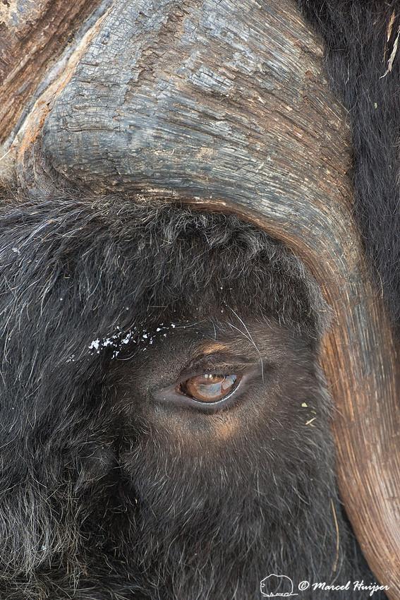 Muskox (Ovibos moschatus), Sweden (captive animal)