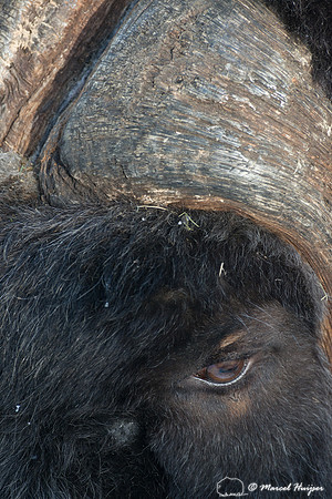 Muskox (Ovibos moschatus), Sweden (captive animal)