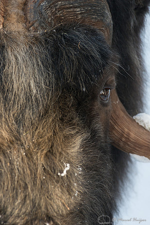 Muskox (Ovibos moschatus), Sweden (captive animal)