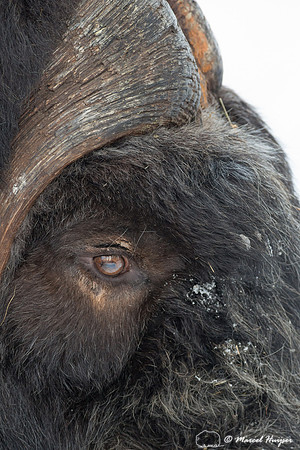 Muskox (Ovibos moschatus), Sweden (captive animal)