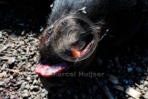 Black bear (Ursus americanus) roadkill at wildlife composting facility, Montana