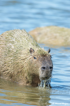 Capybara (Hydrochoerus hydrochaeris), Pantanal, Mato Grosso do S
