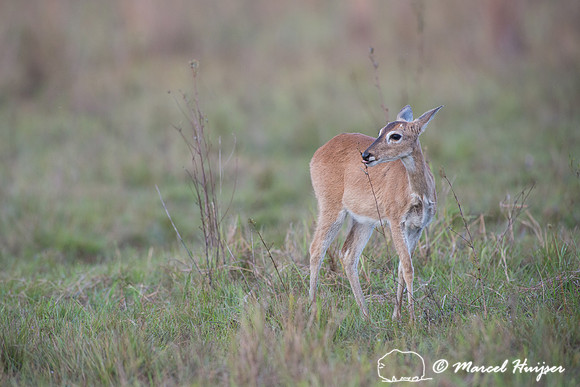 Pampas deer (Ozotoceros bezoarticus), Pantanal, Mato Grosso do S