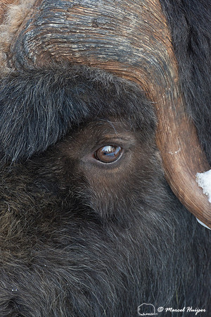 Muskox (Ovibos moschatus), Sweden (captive animal)