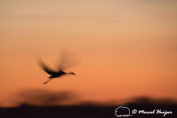Sandhill crane (Grus canadensis), Platte River, Nebraska, USA