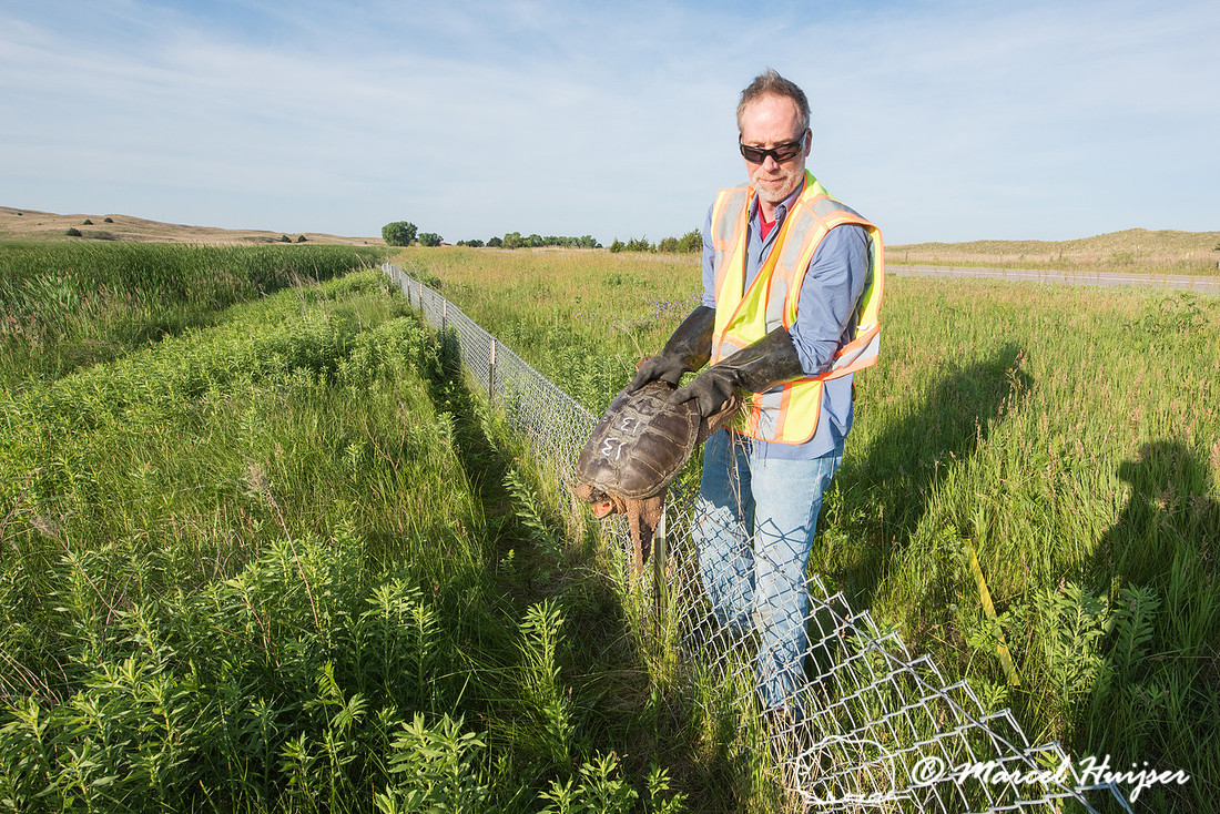 Marcel Huijser lifts a common snapping turtle (Chelydra serpenti