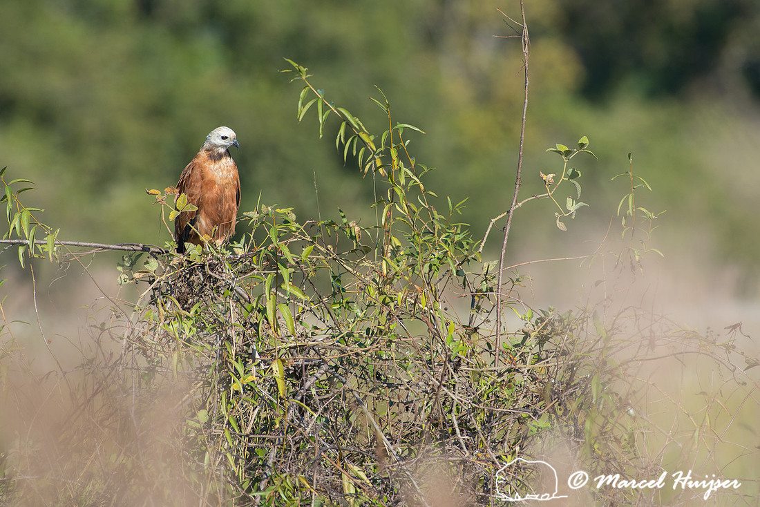 Black-collared hawk (Busarellus nigricollis), Pantanal, Mato Gro