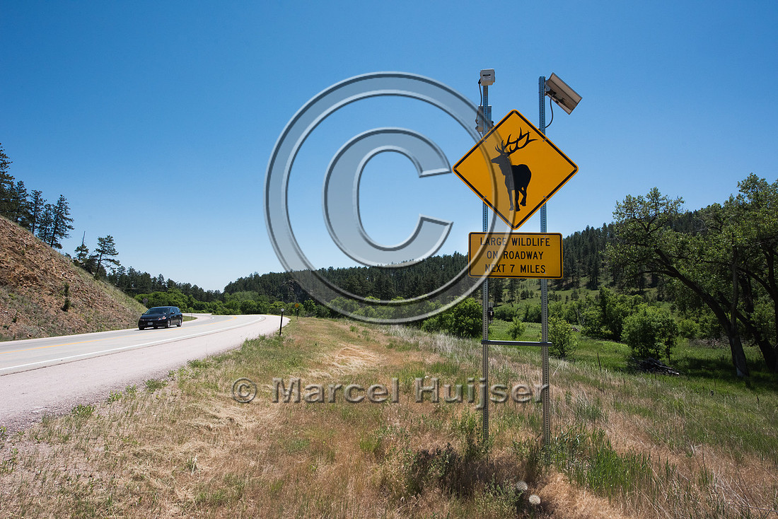 Elk (Cervus canadensis) warning signs with LED lights, US Hwy 38