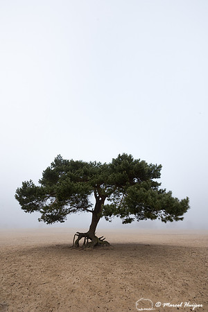 Lone scots pine (Pinus sylvestris) tree in the fog in inland san