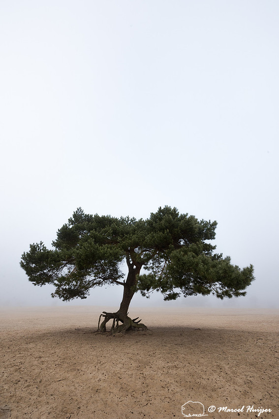 Lone scots pine (Pinus sylvestris) tree in the fog in inland san
