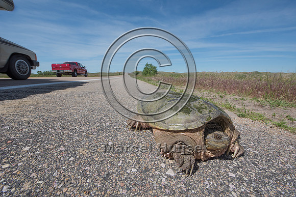 Common snapping turtle (Chelydra serpentina), Valentine National