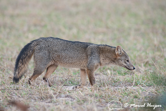 Crab-eating fox (Cerdocyon thous), Pantanal, Mato Grosso do Sul,