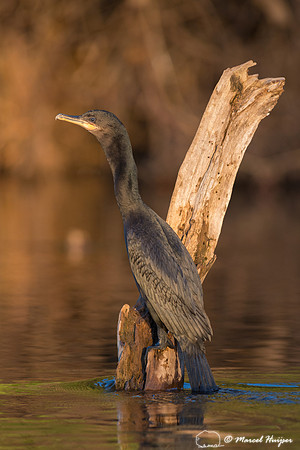 Neotropic cormorant (Phalacrocorax brasilianus), Pantanal, Mato