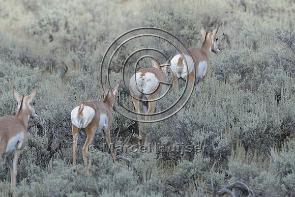 Pronghorn (Antilocapra americana) walking single file, Wyoming, USA