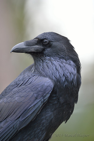 Common Raven (Corvus corax), Wyoming, USA
