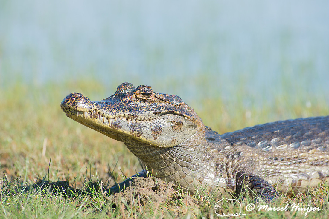Yacare caiman (Caiman yacare), Pantanal, Mato Grosso do Sul, Bra