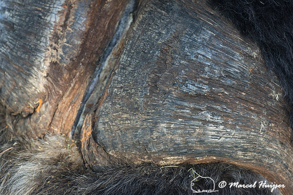 Muskox (Ovibos moschatus), Sweden (captive animal)