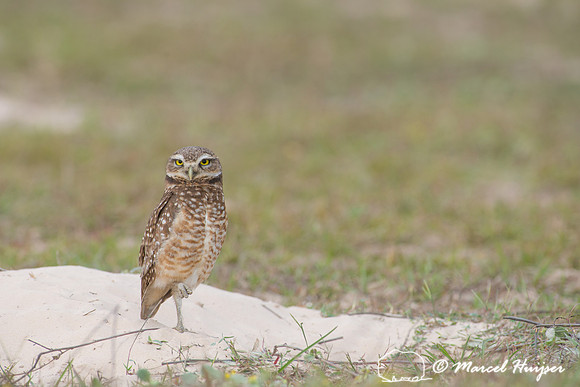 Burrowing owl (Athene cunicularia), Pantanal, Mato Grosso do Sul