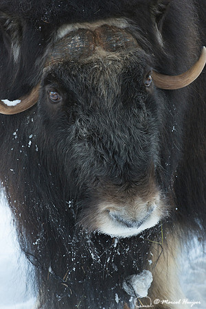 Muskox (Ovibos moschatus), Sweden (captive animal)