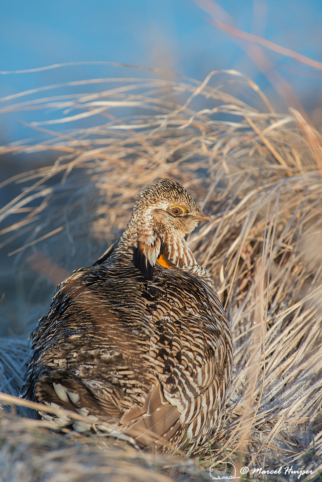 Greater prairie chicken (Tympanuchus cupido), Nebraska