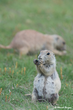 Black-tailed prairie dog (Cynomys ludovicianus), Wyoming, USA