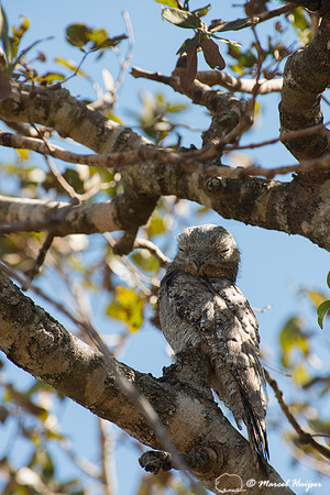Great Potoo (Nyctibius grandis), Pantanal, Mato Grosso do Sul, B