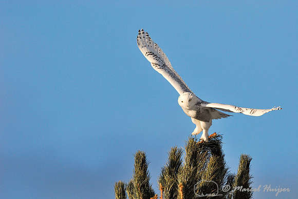 Snowy Owl (Bubo scandiacus), Montana, USA